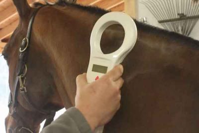 horse microchip identification