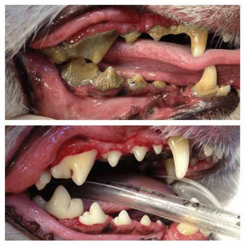 allen animal clinic, dr byron norton, equine dentistry, horse teeth, allen texas, collin county large animal clinic