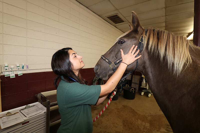 Allen Animal Clinic, Large Animal Clinic, Dr. Byron Norton