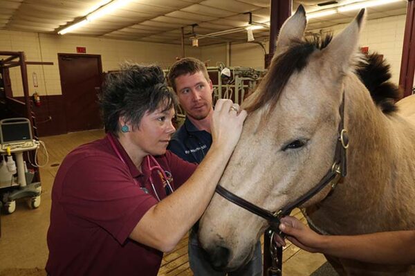 Large Animal Care - Allen Animal Clinic