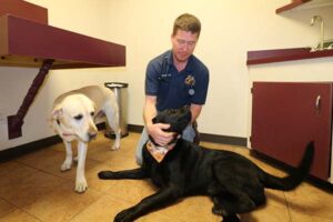 Allen Animal Clinic large and small animal veterinarians